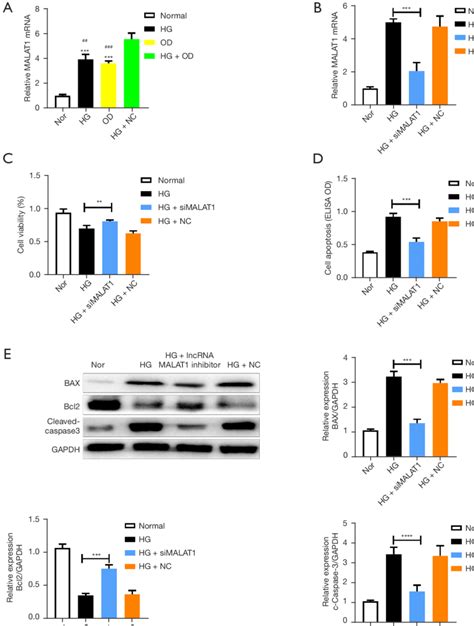 Effect Of Lncrna Malat Level On Cell Activity Of Microvascular