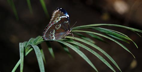 Free Images Nature Leaf Flower Green Insect Botany Butterfly