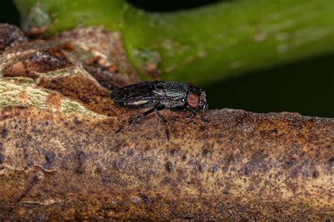 Mosca Alada Adulta De La Familia Ulidiidae Foto Premium