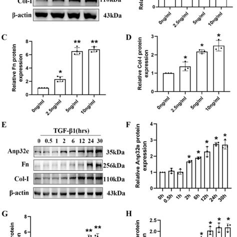 Anp E Enhanced The Expression Of Fibrosis Related Proteins In Tgf