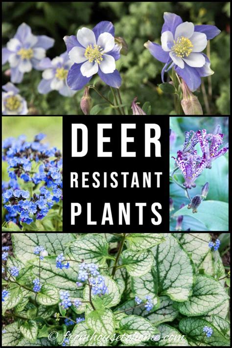 Deer Resistant Shade Plants (15 Beautiful Perennials and Shrubs That Deer Hate)