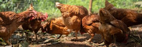 Flockdown Is Over What Next British Hen Welfare Trust