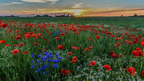 Bleuet Et Coquelicot France Inter