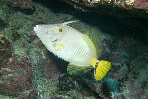 Horned Fish Peces