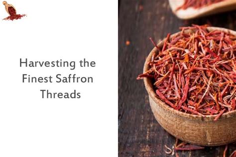 Harvesting the Finest Saffron Threads - Parsa Global Import - PGI