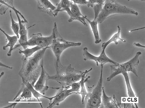 A172 cells