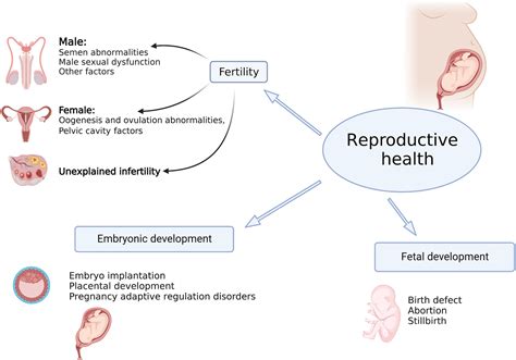 Exploring The Mysteries Of Reproductive Health