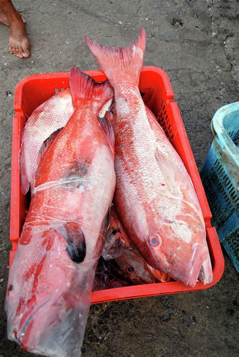 Freshly Caught Reef Snapper Fish Photograph By Sinclair Stammers