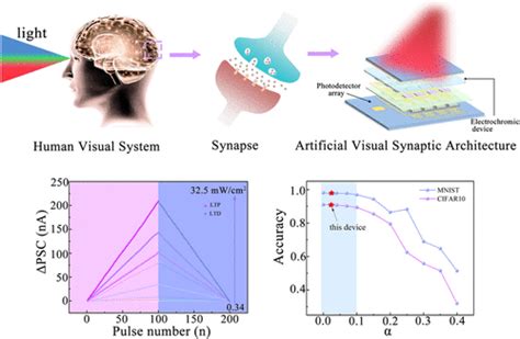 Artificial Visual Synaptic Architecture With High Linearity Light