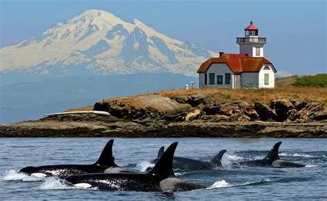 State researchers share concerns about orca habitat | 790 KGMI