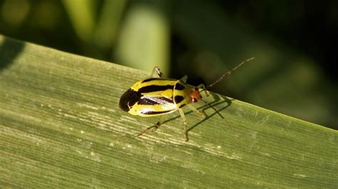 9 Natural Ways To Get Rid Of Four Lined Plant Bugs Dre Campbell Farm