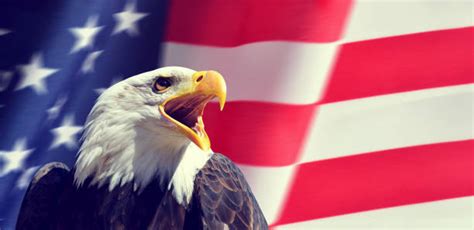 2.400+ águia Com Bandeira Dos Estados Unidos Da América fotos de stock ...