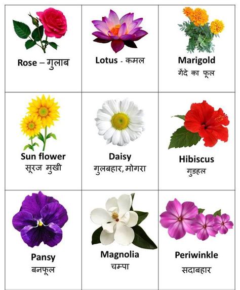 Parts Of Flower In Hindi With Diagram Flowers Plants Name In