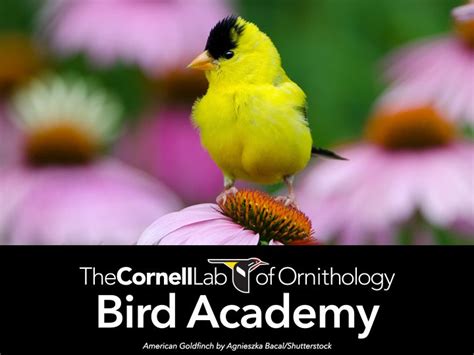 Shop for Our Cause | Birds, Cornell Lab of Ornithology