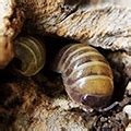 Armadillidium Badium Casteldaccia Exuvium