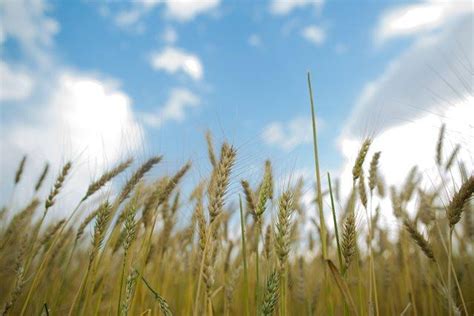 Moagem De Trigo Cresce 1 No Brasil Mas Moinhos Ainda Sofrem