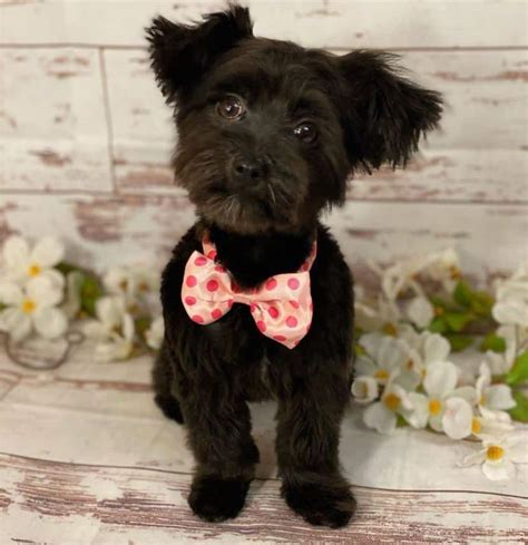 13 Cute Yorkie Poo Haircut Ideas - All The Different Types and Styles