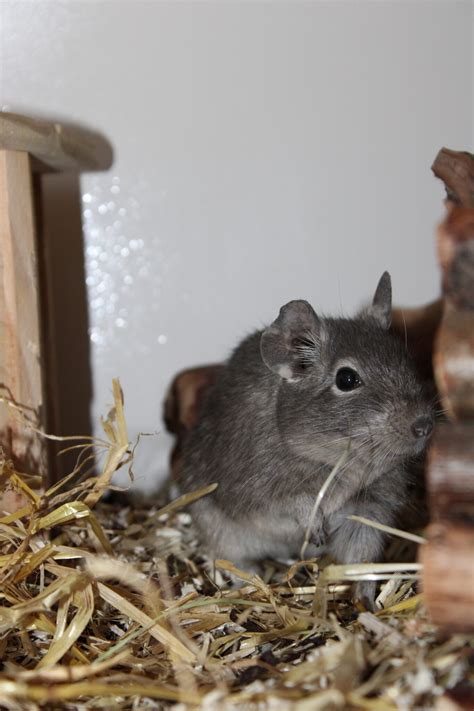 Degus Suchen Ein Neues Zuhause Degu Schweiz