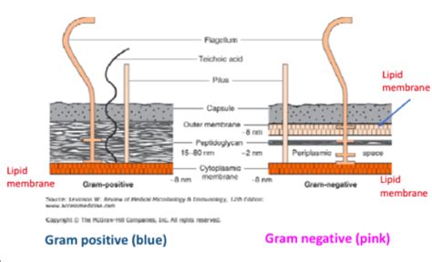 Microbial Pathogenesis Bacteria Flashcards Quizlet