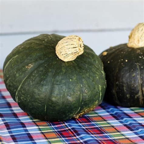 Sweet Mama Winter Squash F1 Hybrid 85 Days Pinetree Garden Seeds