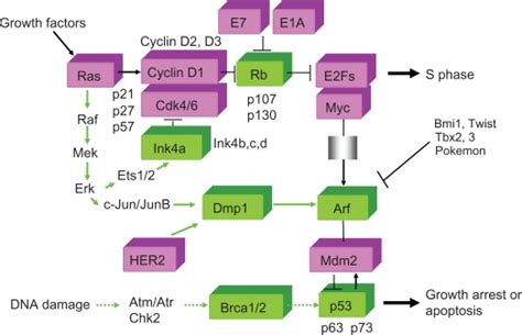 Molecules That Are Characterized In This Review Mitogenic Signals