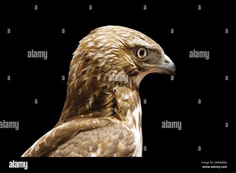 Juvenile Red Tailed Hawk Or Buteo Jamaicensis Head Isolated On Black