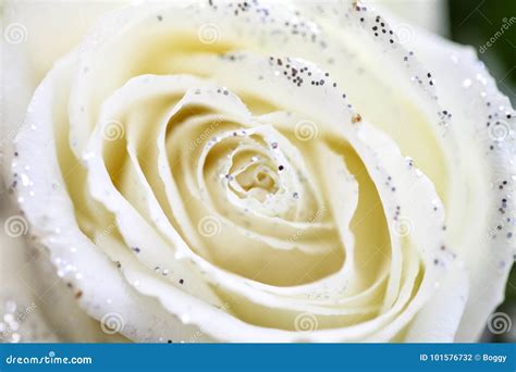 White Rose Whit Glitter Stock Photo Image Of Color 101576732