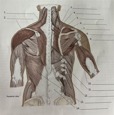 Upper Extremities Muscles Posterior View Diagram Quizlet