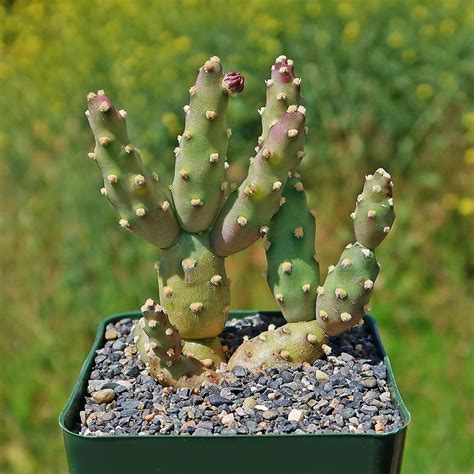 Brittle Prickly Pear 'Opuntia fragilis' - Shop Online at Planet Desert