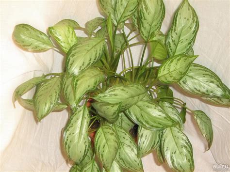 Аглаонема Кристина Фото – Telegraph