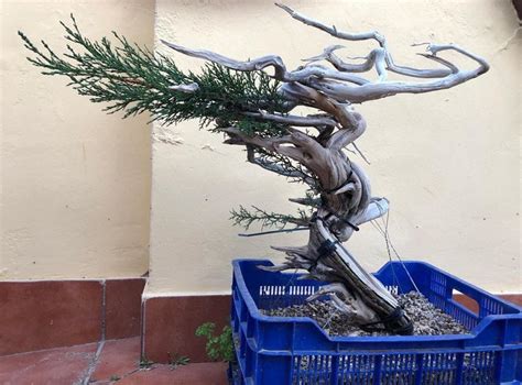 Image Adictos Bonsai Flickr