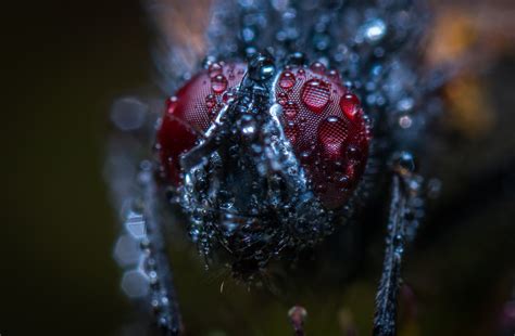 Free photo: Macro Photograph of an Insect With Water Dew - Blur, Water