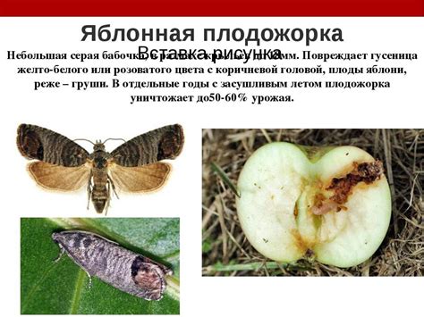 Яблонная плодожорка –фото и эффективные методы уничтожения