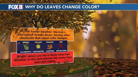 It’s officially fall - here’s when and where to see the best fall leaf colors