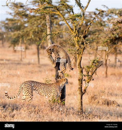 A Cheetah Cub Playing And Climbing A Small Acacia Tree In Open Scrub