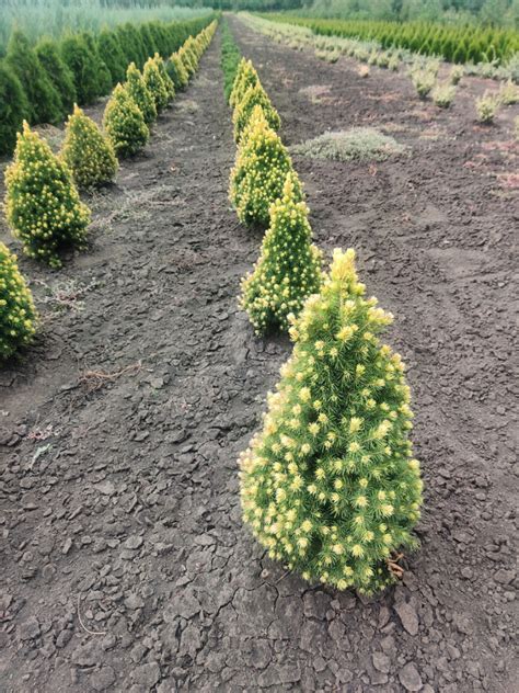 Ель карликовая канадская Дейзи Уайт. Picea glauca Daisy’s White | PLANTE.md
