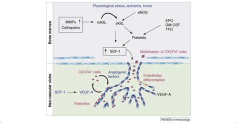 The Sdf Cxcr Signaling Pathway A Molecular Hub Modulating Neo