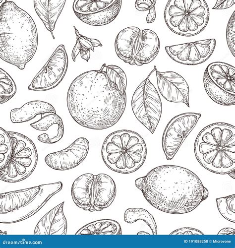 Citrus Sketch Pattern Natural Lemon Orange Leaves Lime Fruits