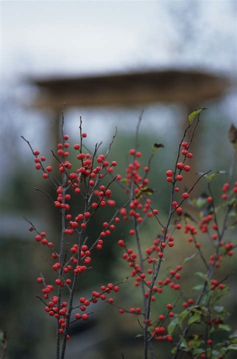 Ilex verticillata 'Sparkleberry' Winterberry | Garden Center Marketing