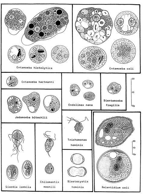 Introduction To Diagnostic Medical Parasitology Amoebae And