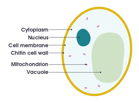 Cytoplasm | Properties, Functions | GCSE Biology Revision