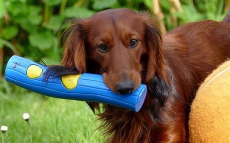 Best Interactive Dog Toys - Reviews And Tips For Choosing The Right Ones