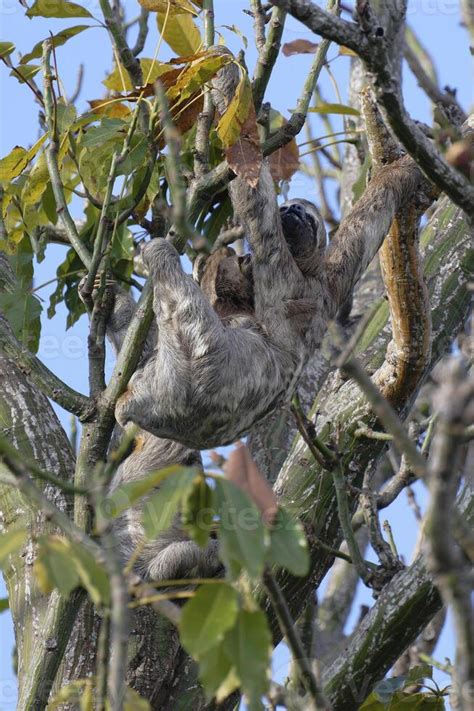 Brown Throated Three Toed Sloth Bradypus Variegatus In A Tree With