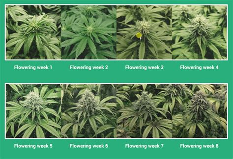 Cannabis flowering stage | marijuana grow guide – part 4