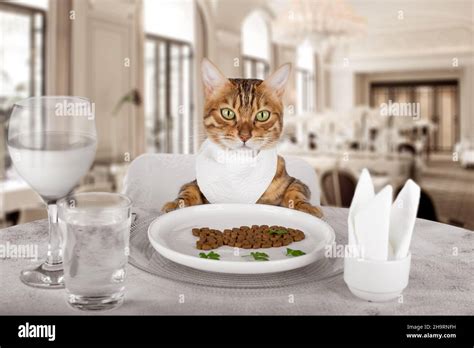 A Cute Cat At A Delicious Dinner In A Restaurant At The Table Stock