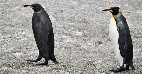 Wildlife Photographer Captures Ultra-Rare All-Black Penguin | PetaPixel