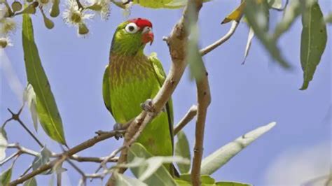 all about details Varied Lorikeet Expert Tips