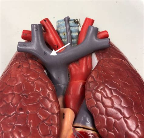 3B Organs Of Thoracic Cavity Model On White Board A P Lab Exam 1