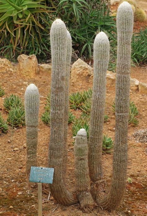 Peruvian Old Man Cactus Espostoa Lanata