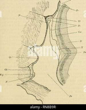 Anatomischer Anzeiger L Anatomie L Anatomie Compar E Comparatif